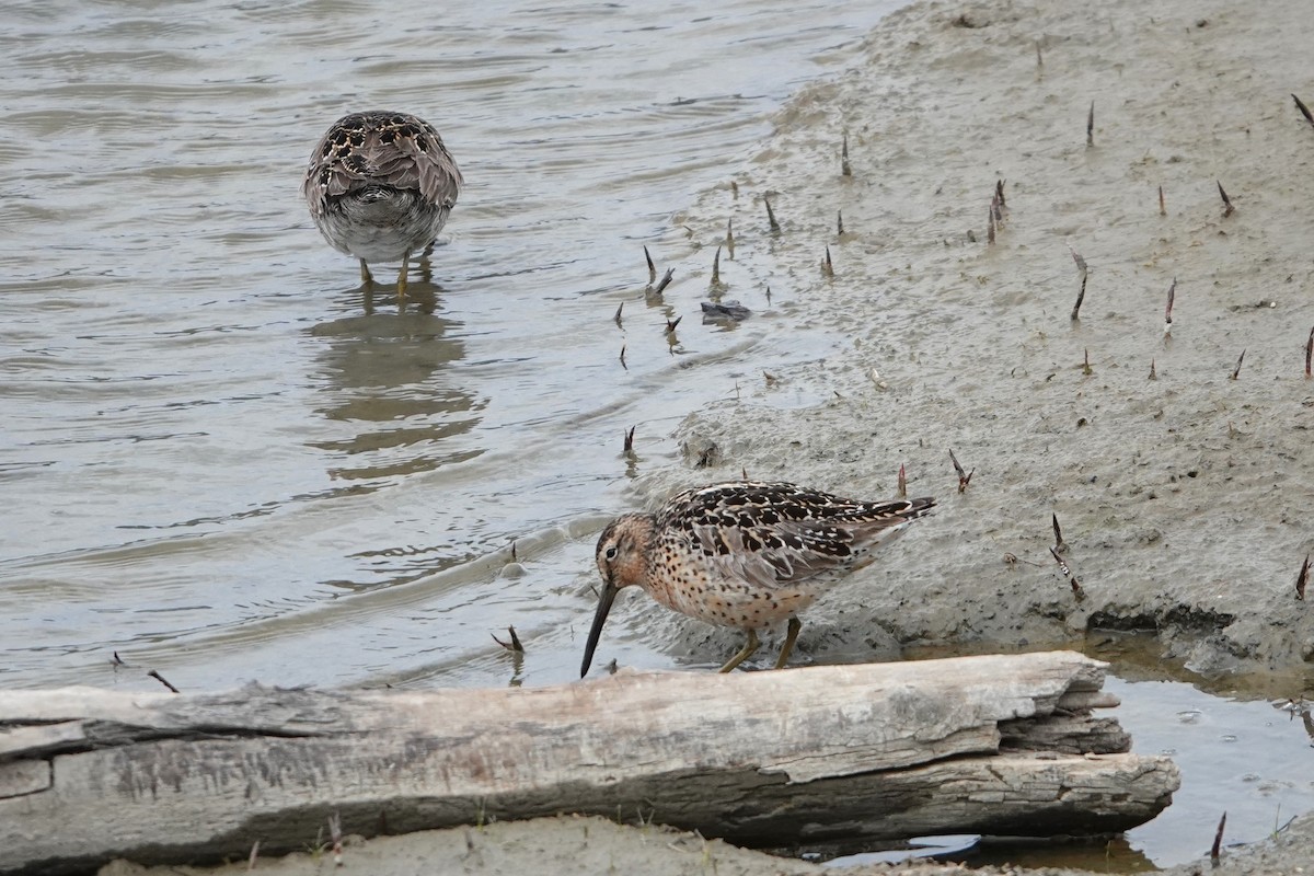 Short-billed Dowitcher - ML639001278