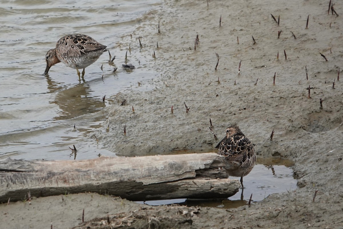 Short-billed Dowitcher - ML639001279