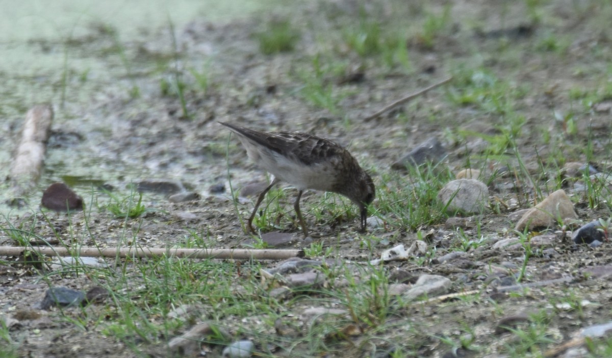 Least Sandpiper - ML639001320