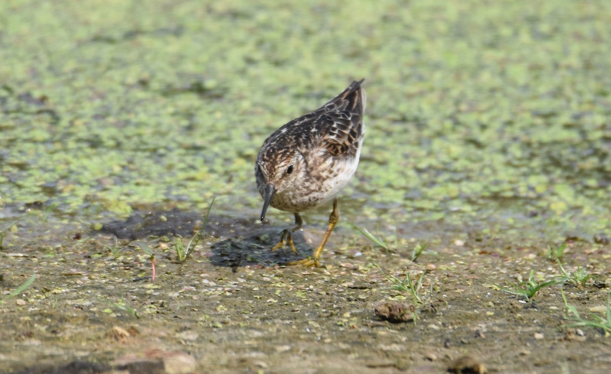 Least Sandpiper - ML639001321