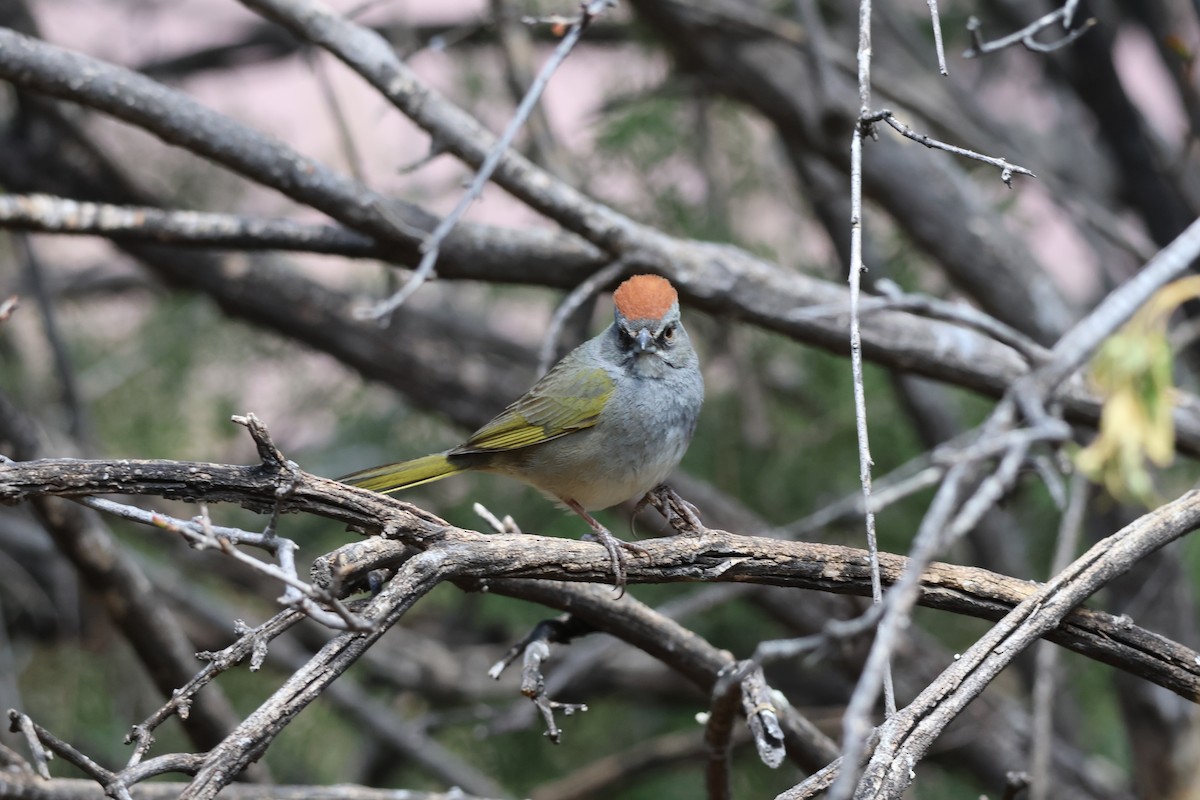 Green-tailed Towhee - ML639001334