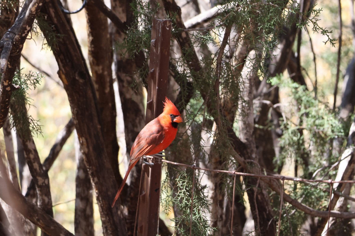 Northern Cardinal - ML639001425
