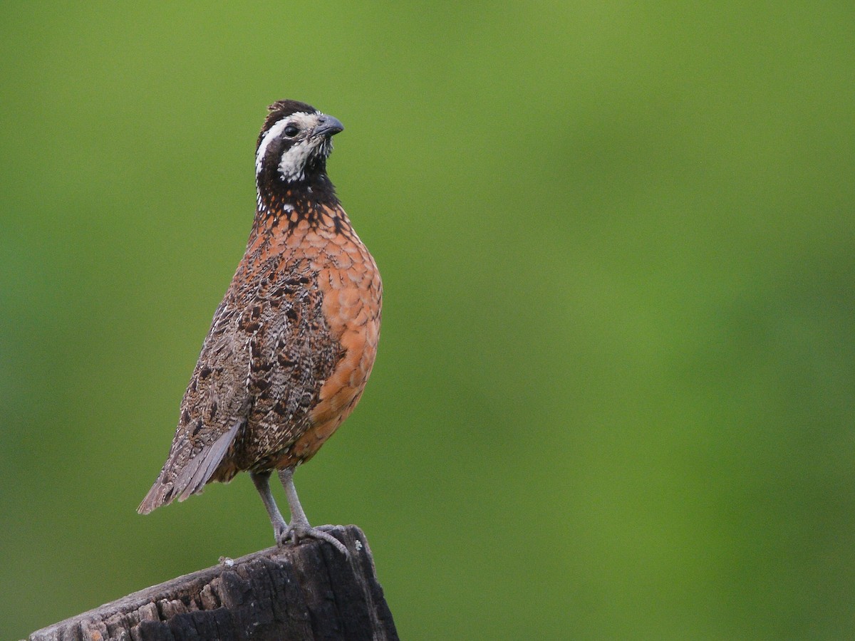 Northern Bobwhite (pectoralis Group) - ML639001462