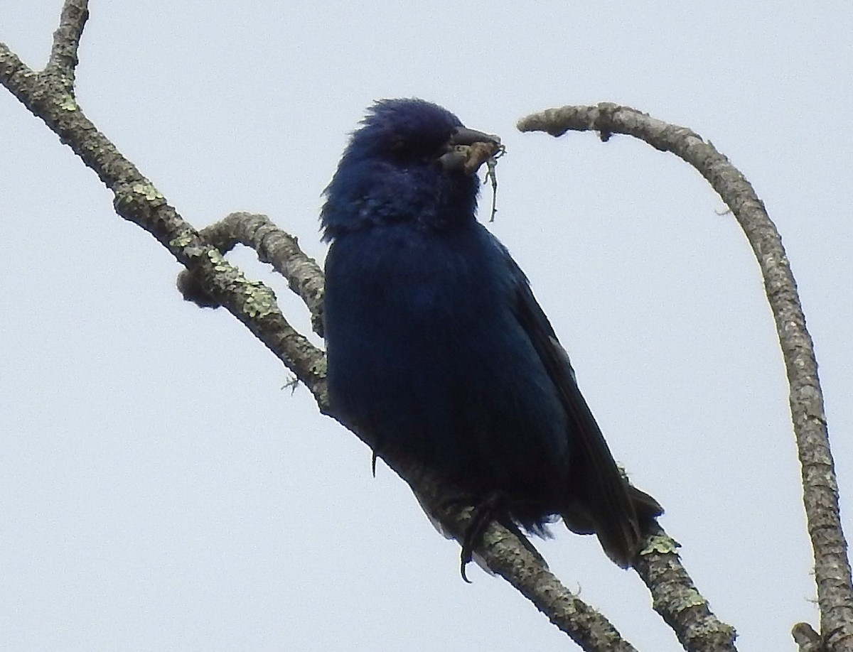 Indigo Bunting - ML639001514