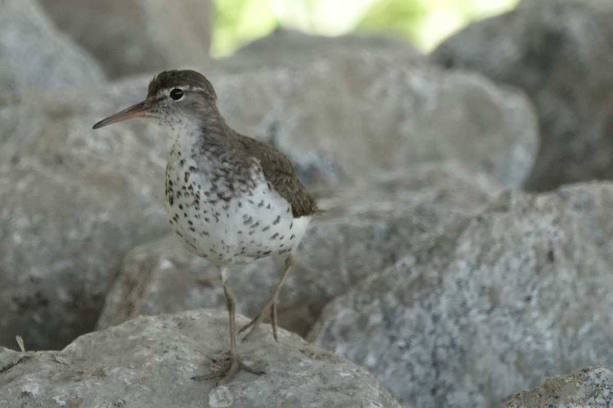Spotted Sandpiper - ML639001523