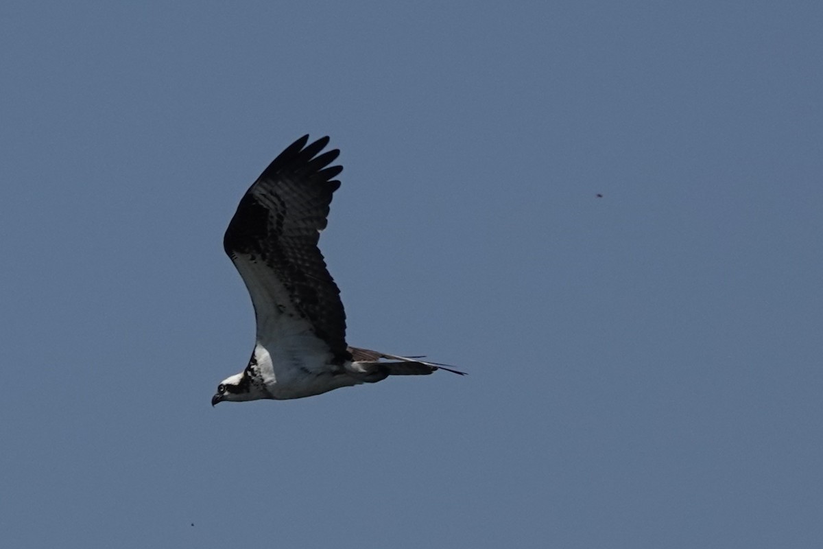 Osprey - ML639001526