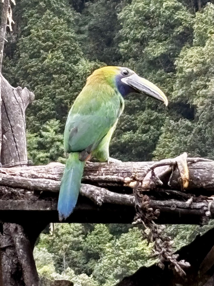arassari smaragdový (ssp. caeruleogularis) - ML639001621