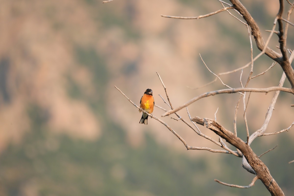 Black-headed Grosbeak - ML639001633