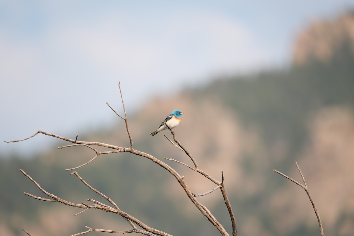 Lazuli Bunting - ML639001672