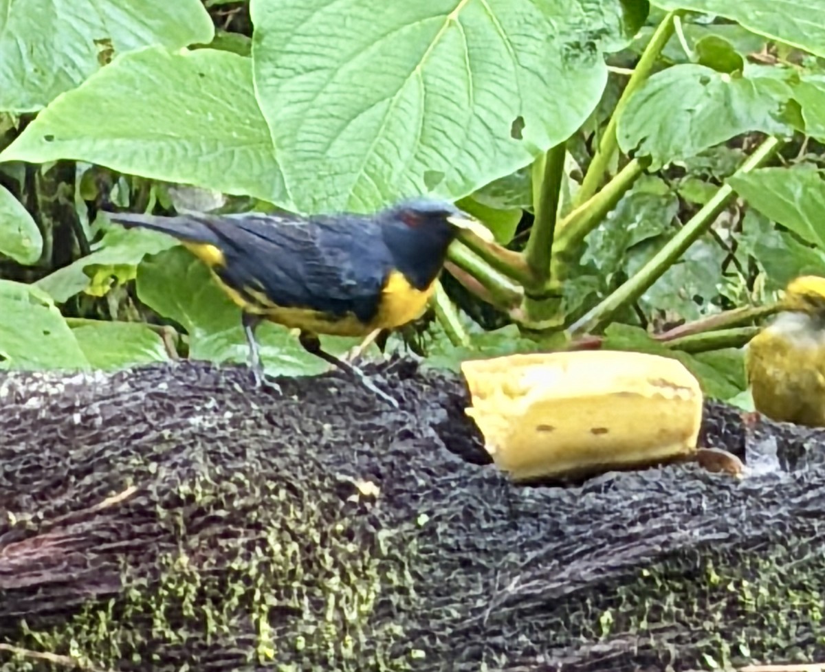 Blue-and-gold Tanager - ML639001675