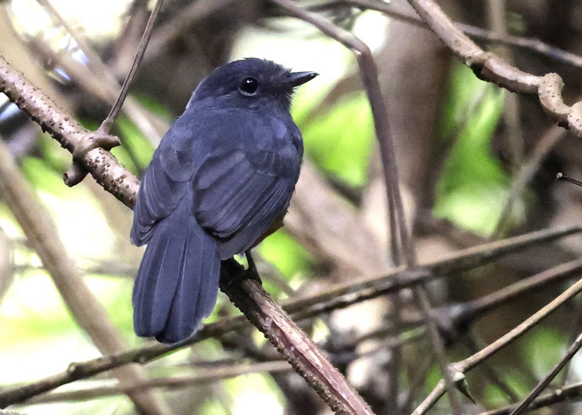 Bluish-slate Antshrike - ML639001688