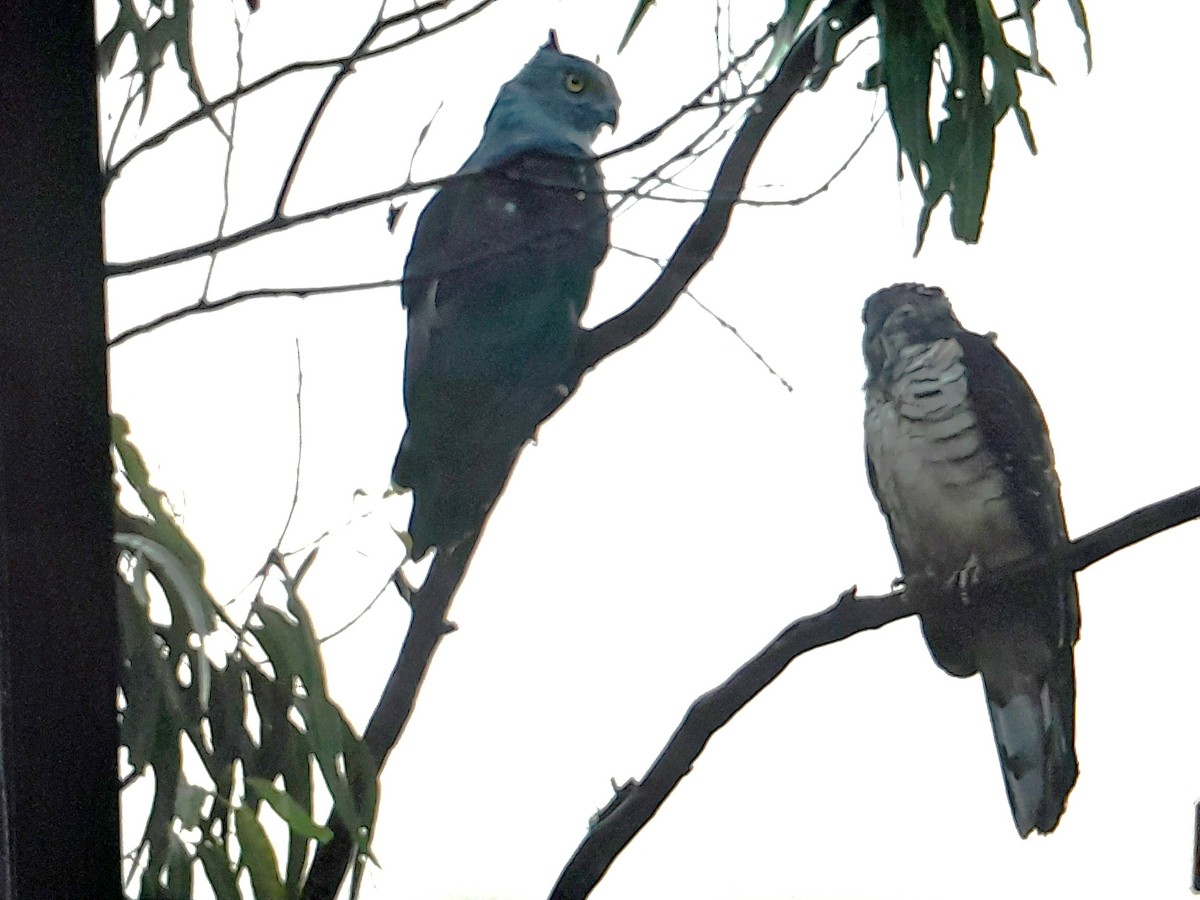 Pacific Baza - ML639001725