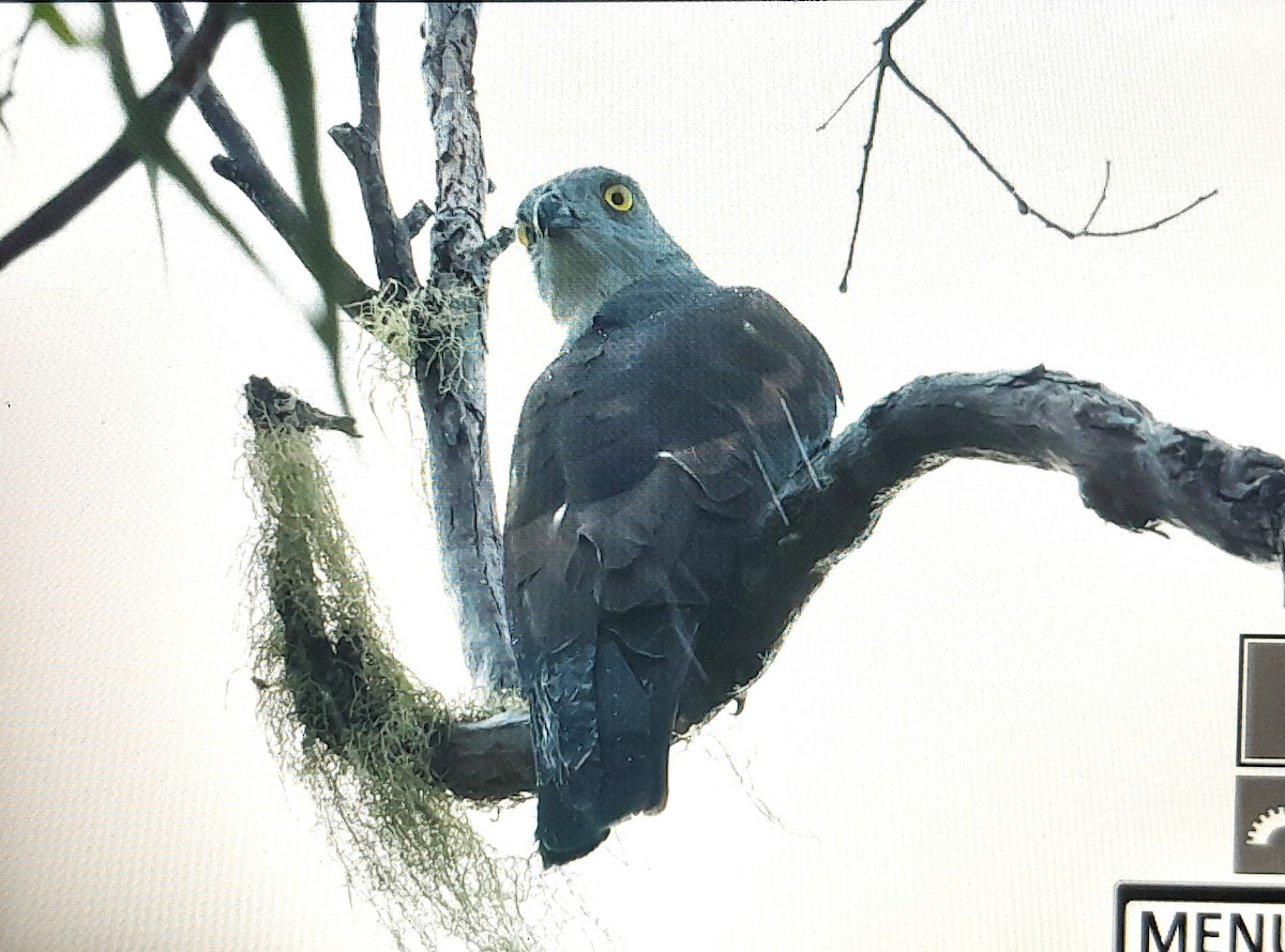 Pacific Baza - ML639001737