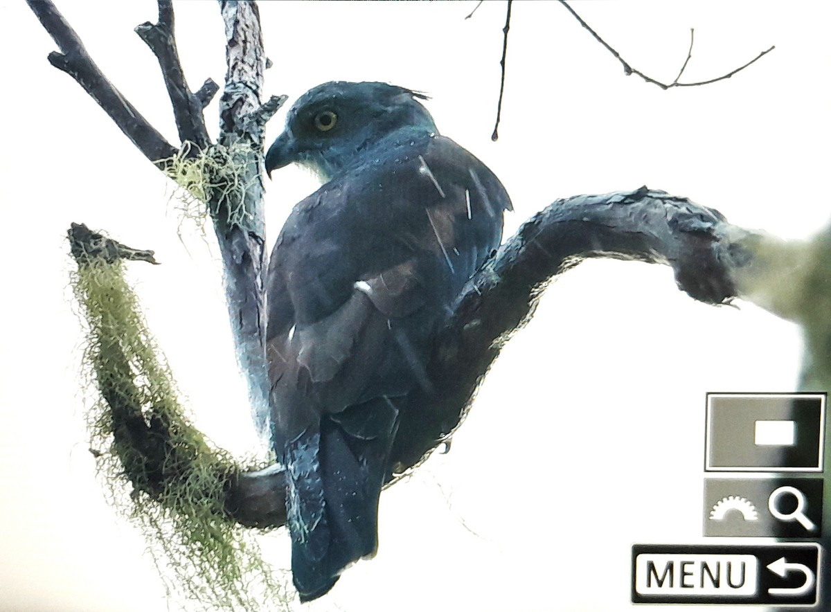 Pacific Baza - ML639001746
