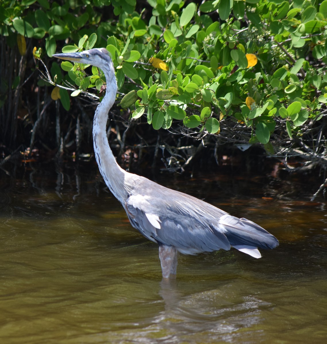 Great Blue Heron (Great Blue) - ML639001747