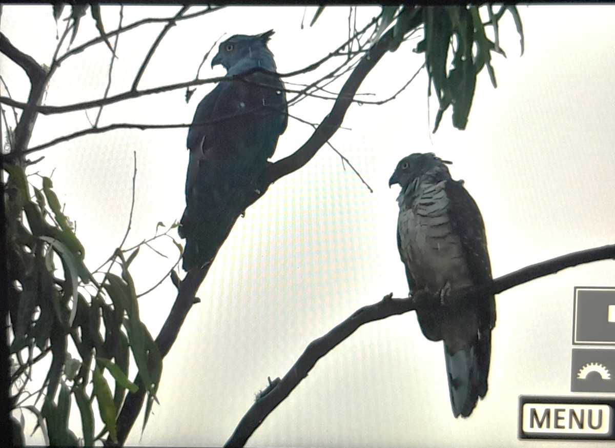 Pacific Baza - ML639001764
