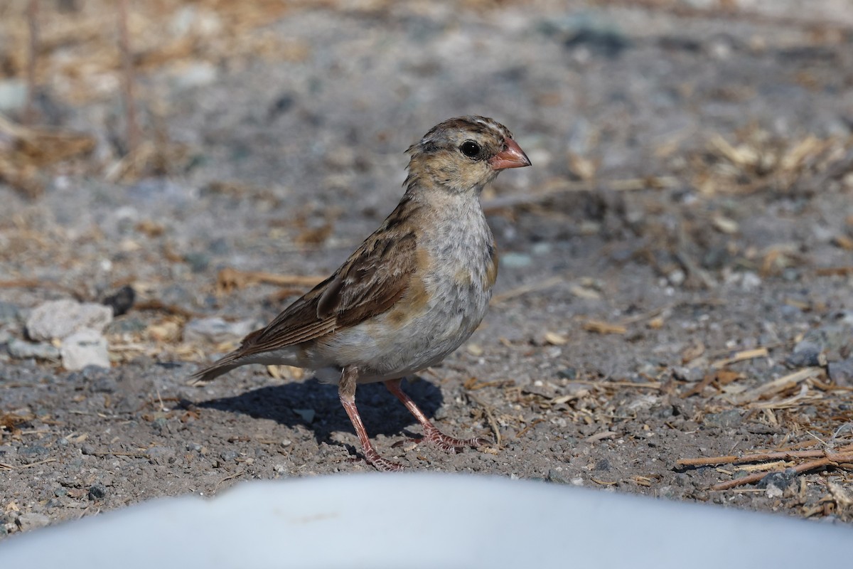 Shaft-tailed Whydah - ML639001774