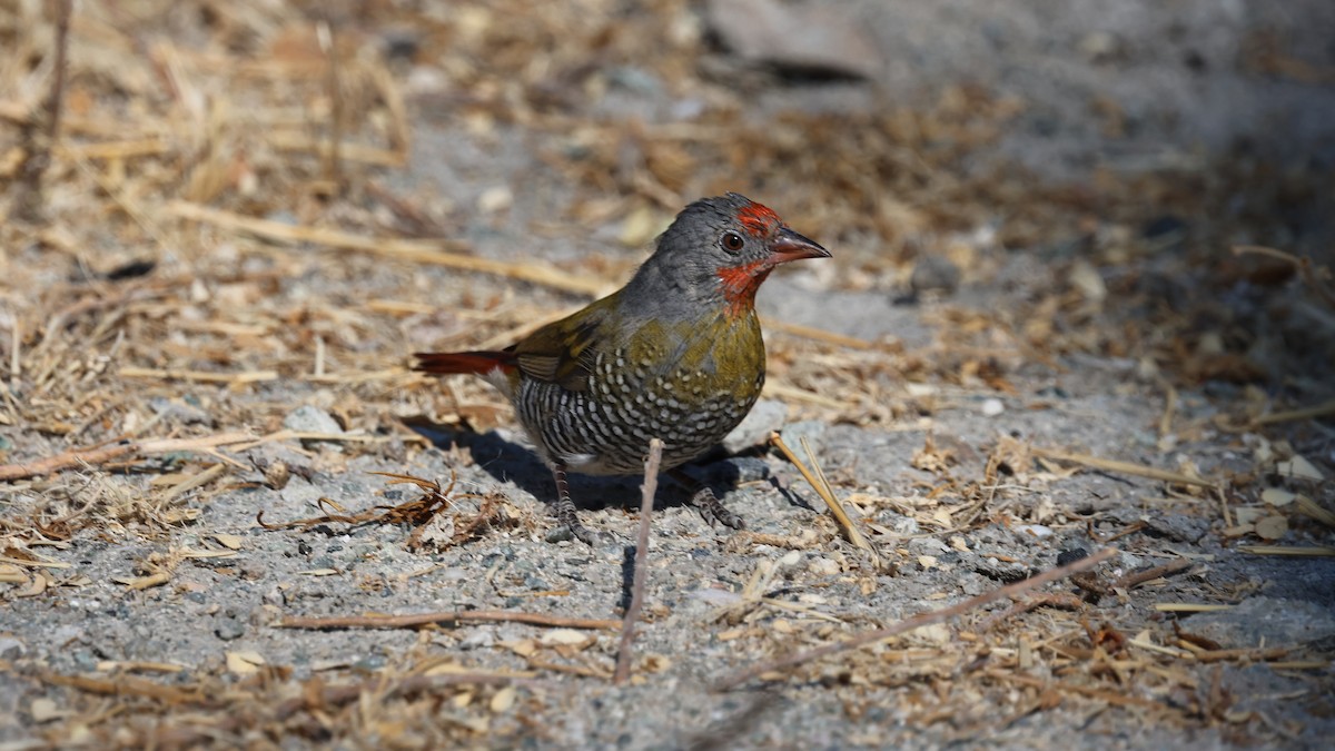 Green-winged Pytilia - ML639001781