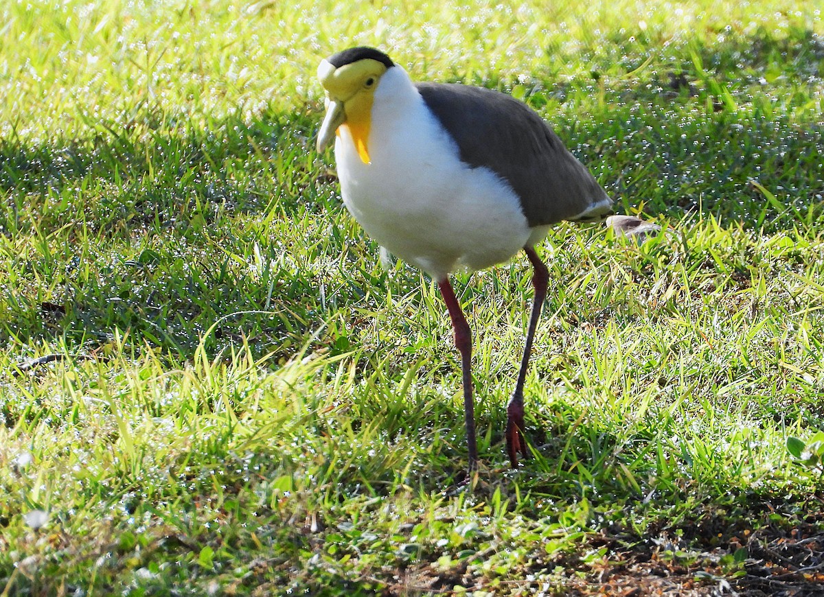 Masked Lapwing - ML639001783