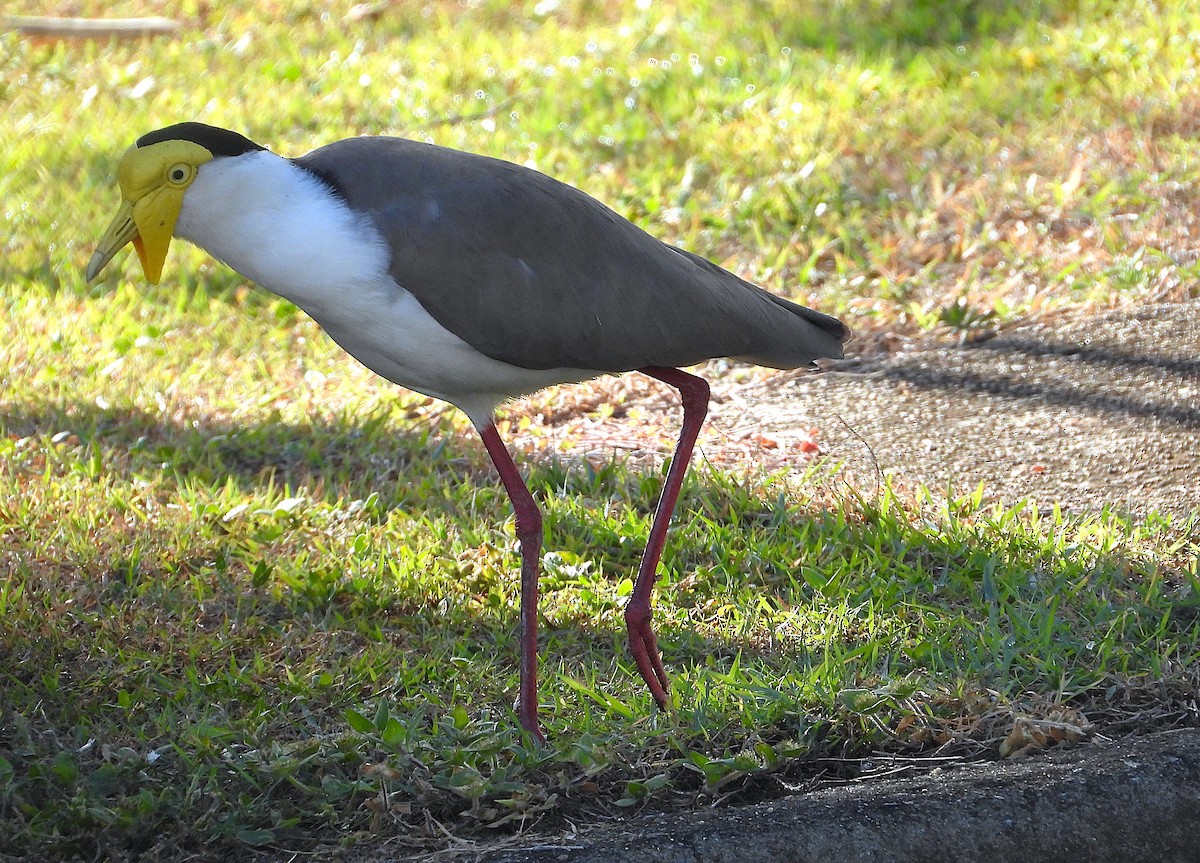 Masked Lapwing - ML639001785
