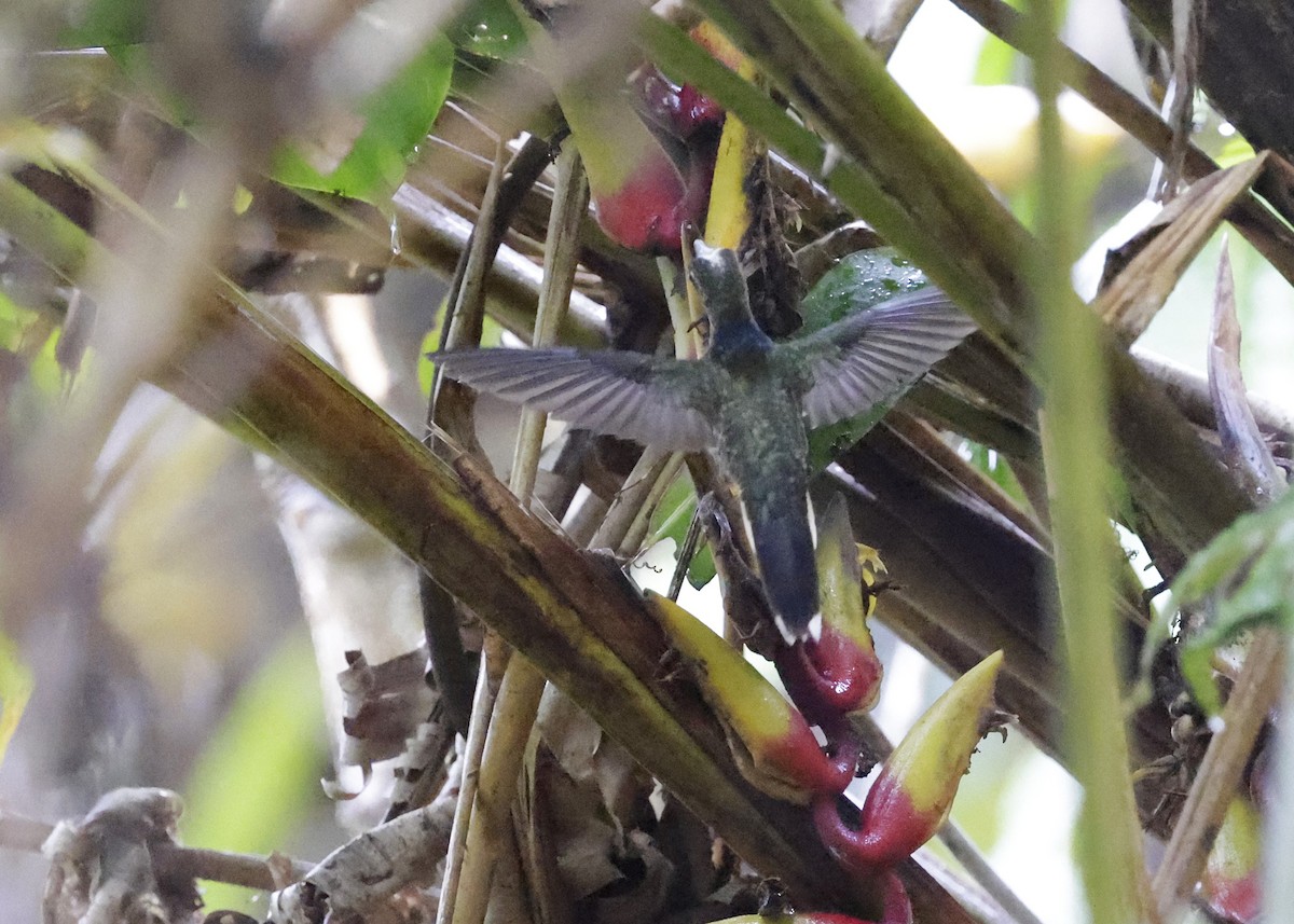 Buff-tailed Sicklebill - ML639001786