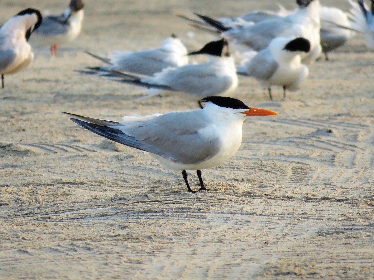 Royal Tern - ML639001787