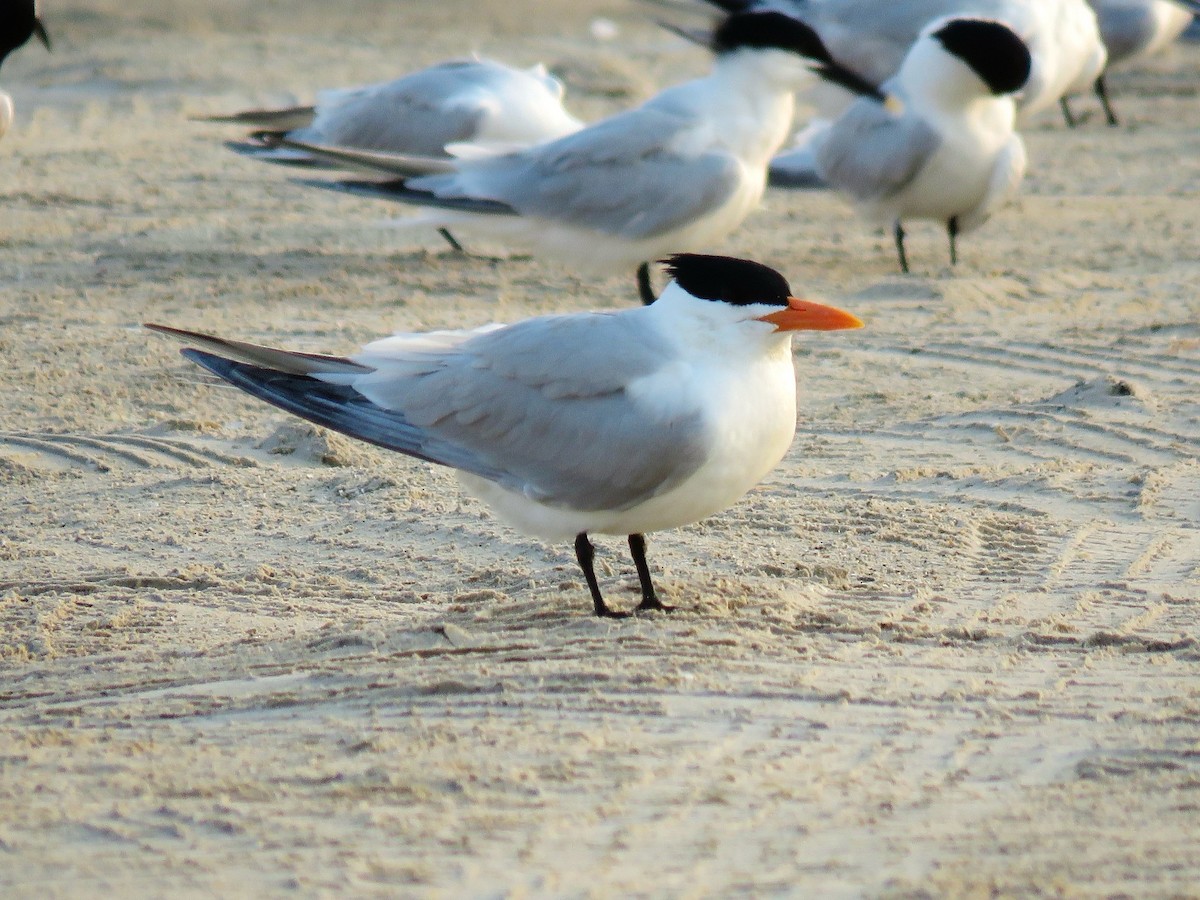 Royal Tern - ML639001788