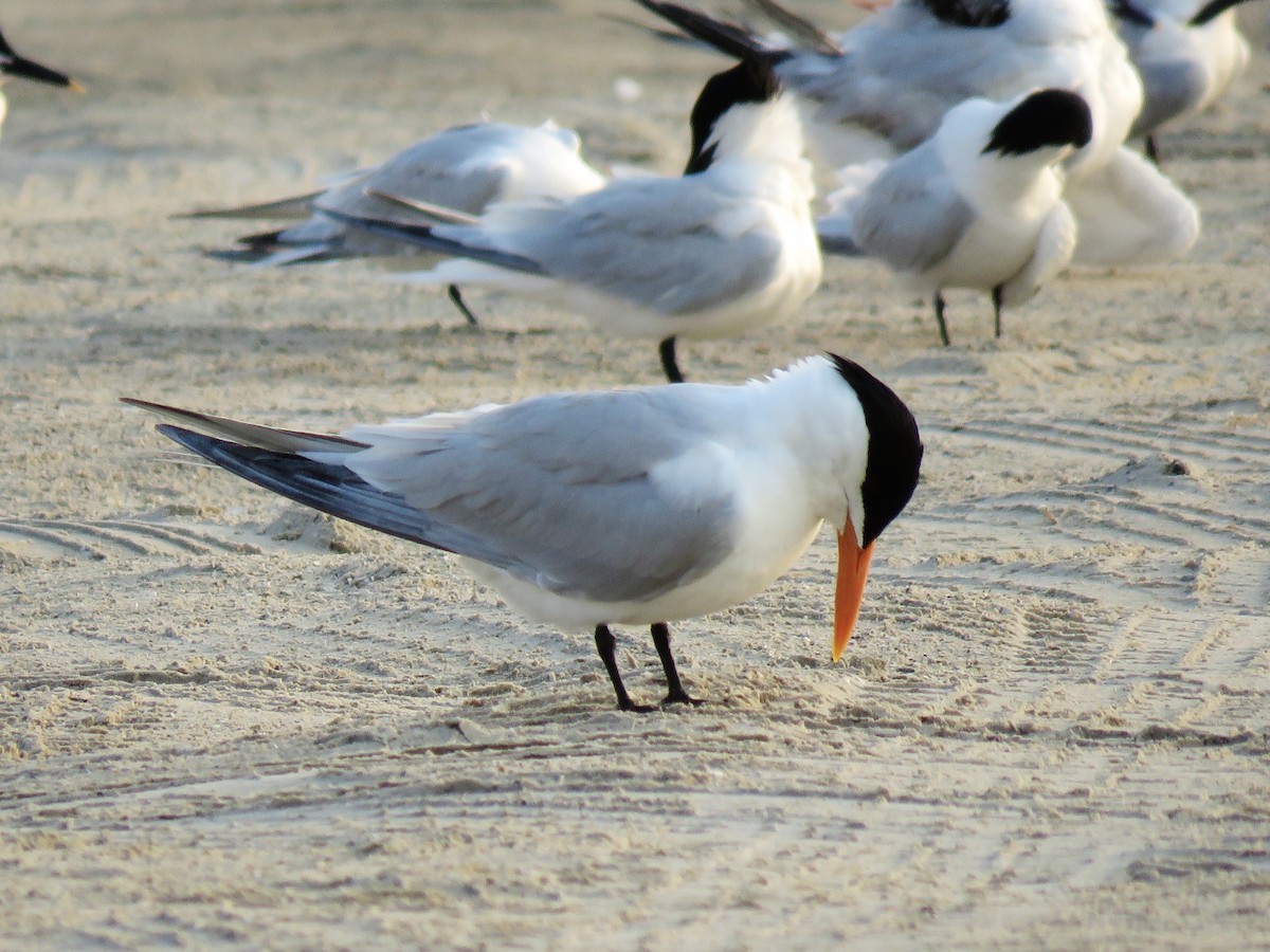 Royal Tern - ML639001789