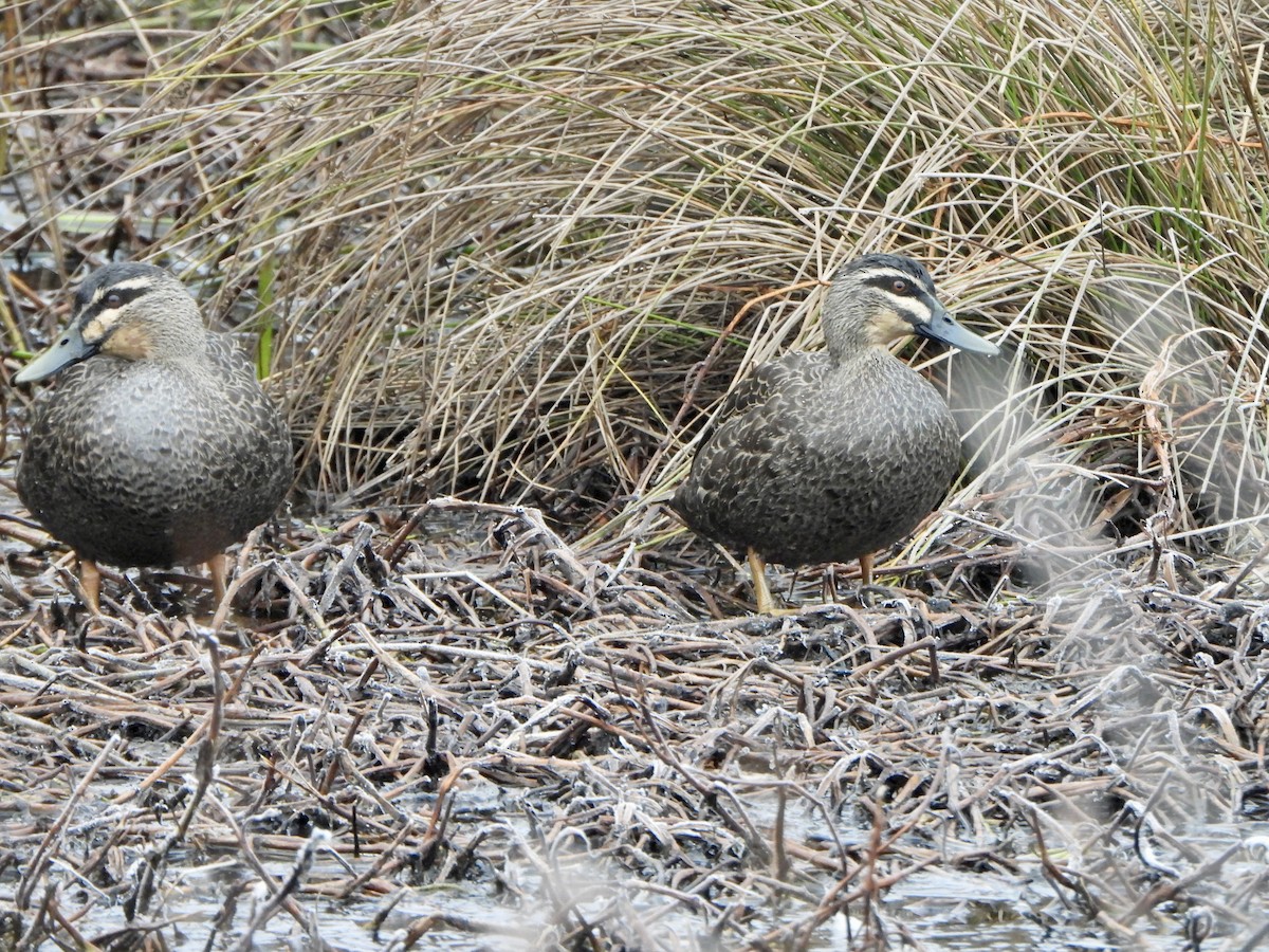 Pacific Black Duck - ML639001790