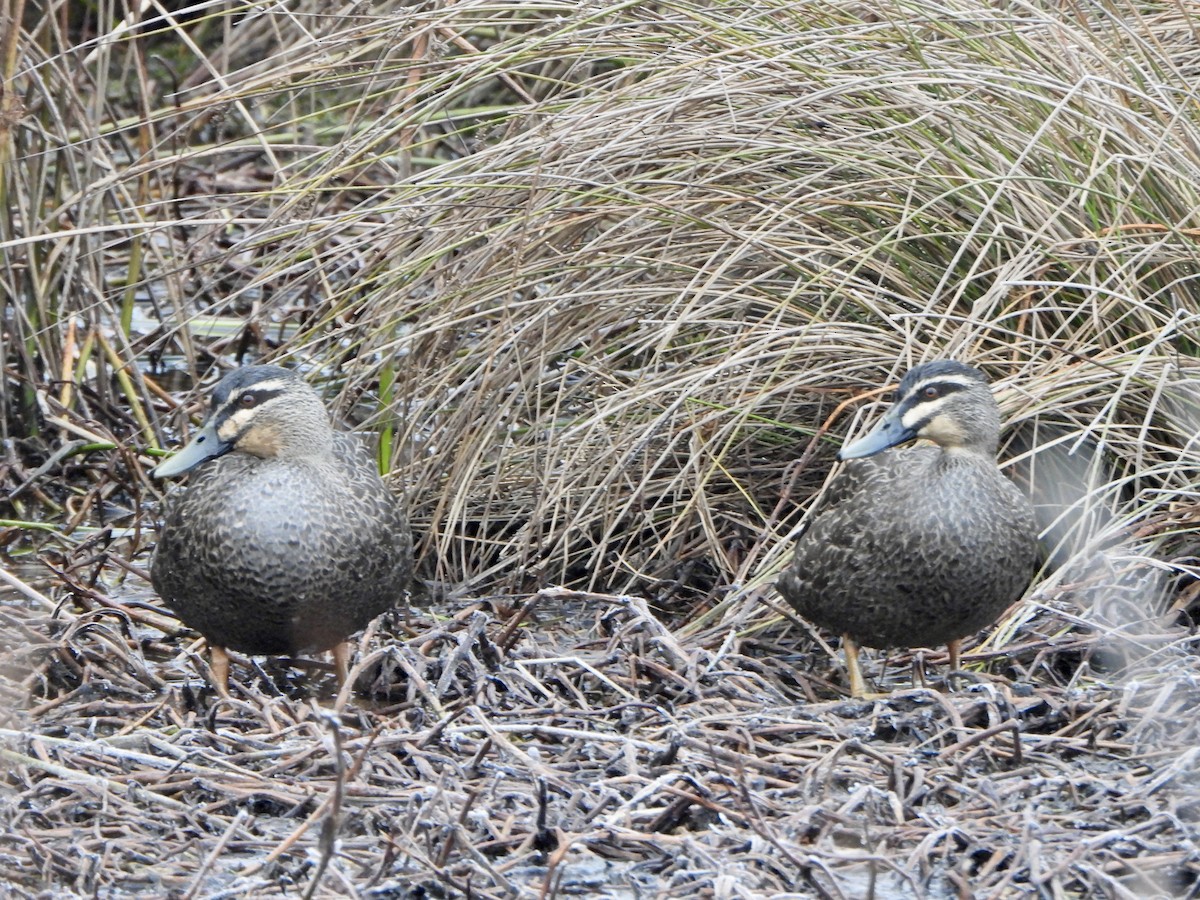 Pacific Black Duck - ML639001791