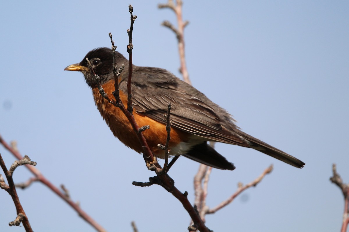 American Robin - ML639001793