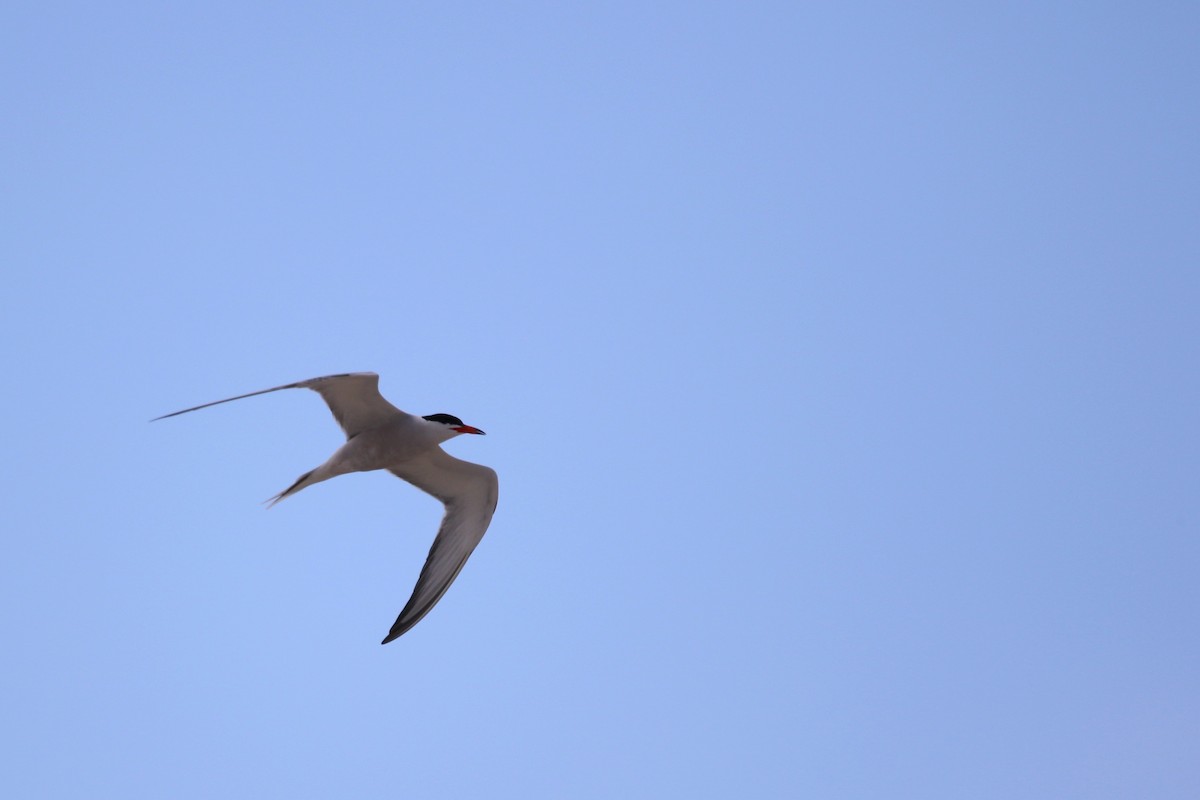 Common Tern - ML639001794