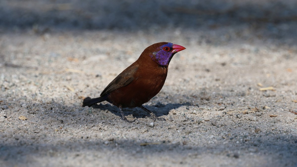 Violet-eared Waxbill - ML639001795