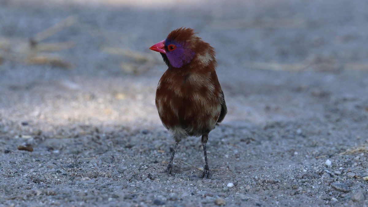 Violet-eared Waxbill - ML639001796