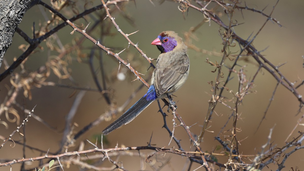 Violet-eared Waxbill - ML639001797