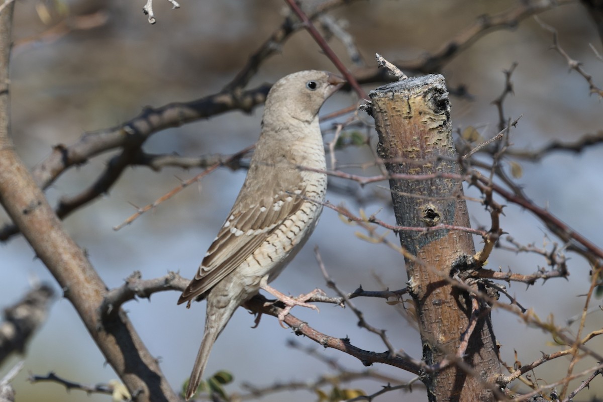 Red-headed Finch - ML639001800