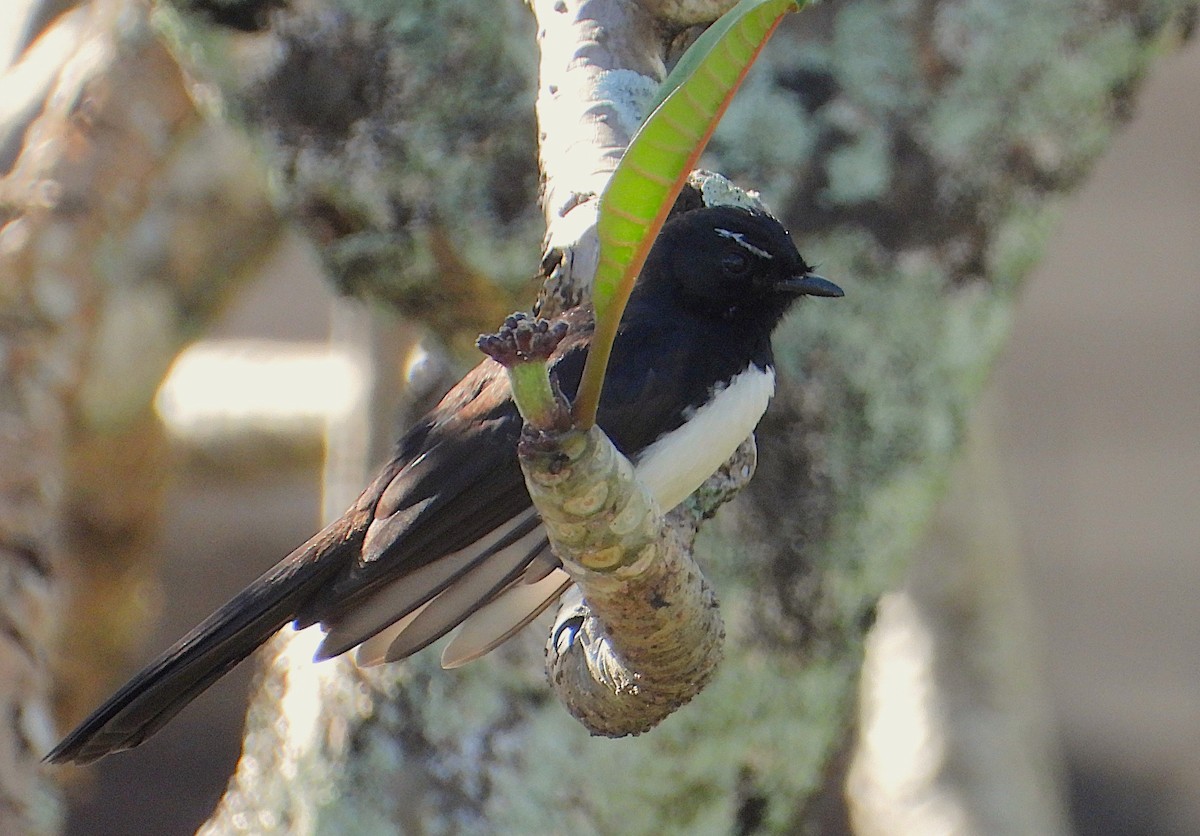 Willie-wagtail - ML639001803