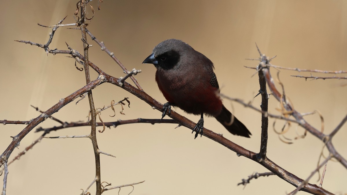 Black-faced Waxbill - ML639001804