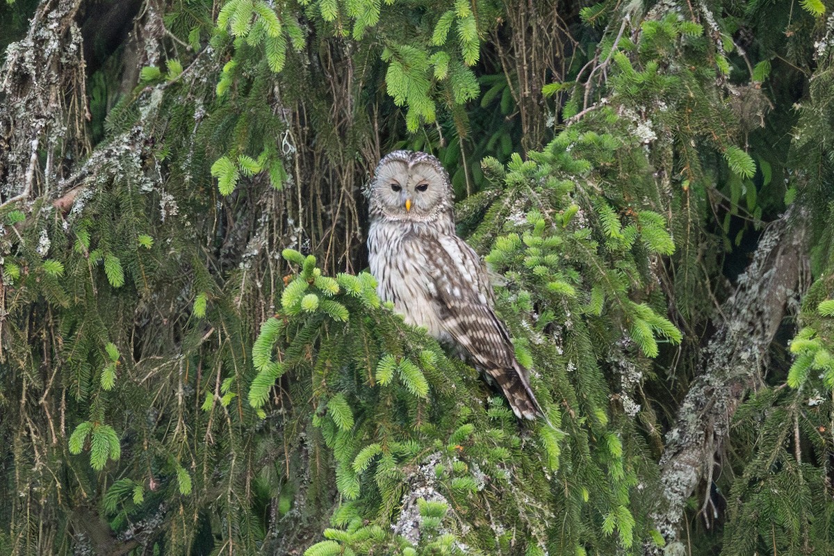 Ural Owl - ML639001855