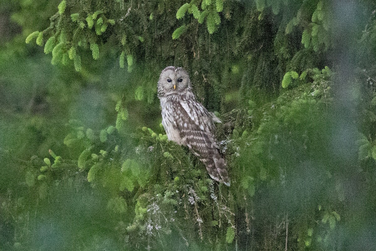 Ural Owl - ML639001860