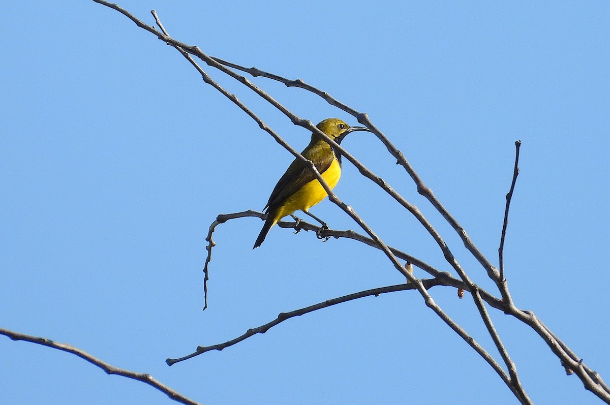 Sahul Sunbird - ML639001861