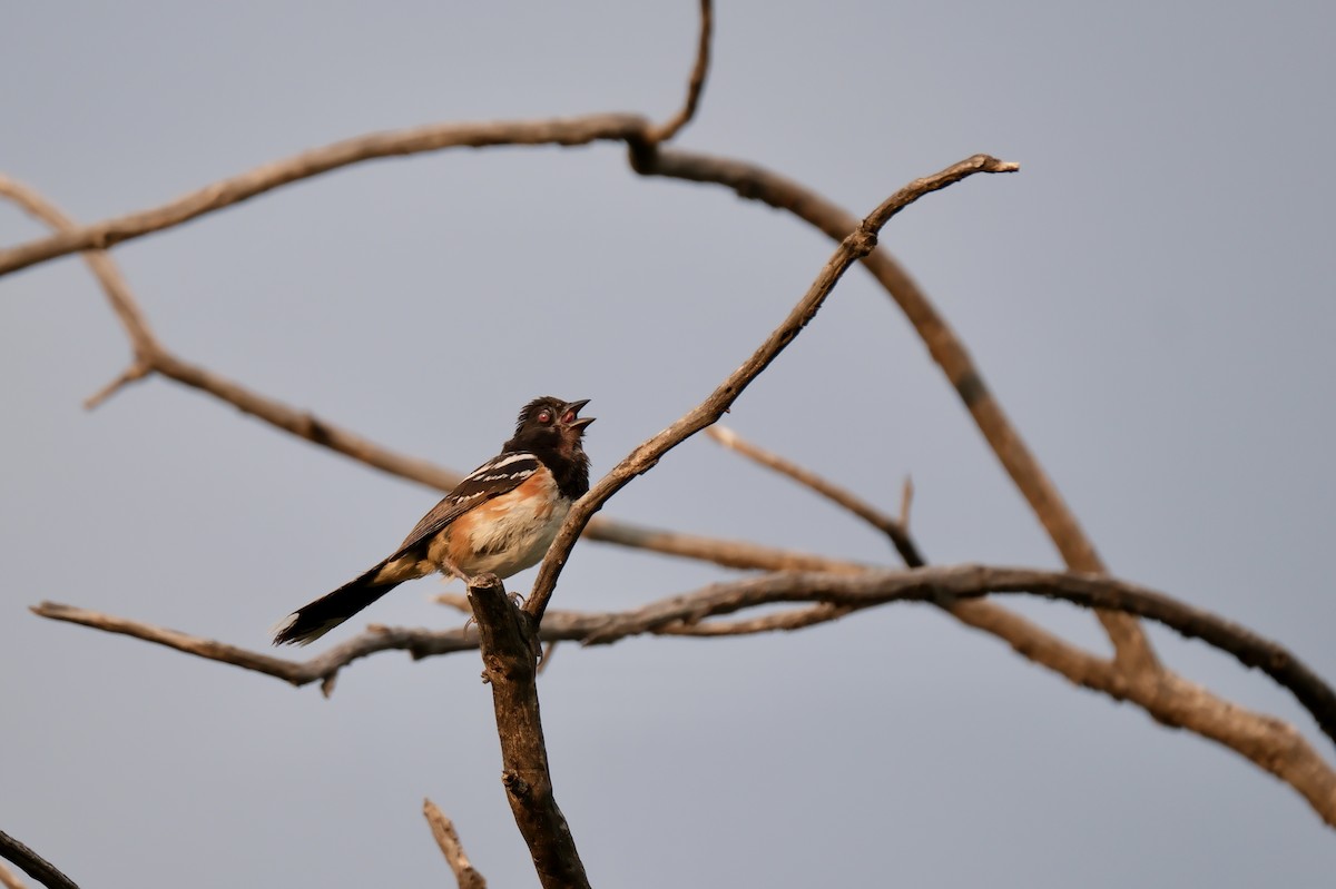 Spotted Towhee - ML639001875