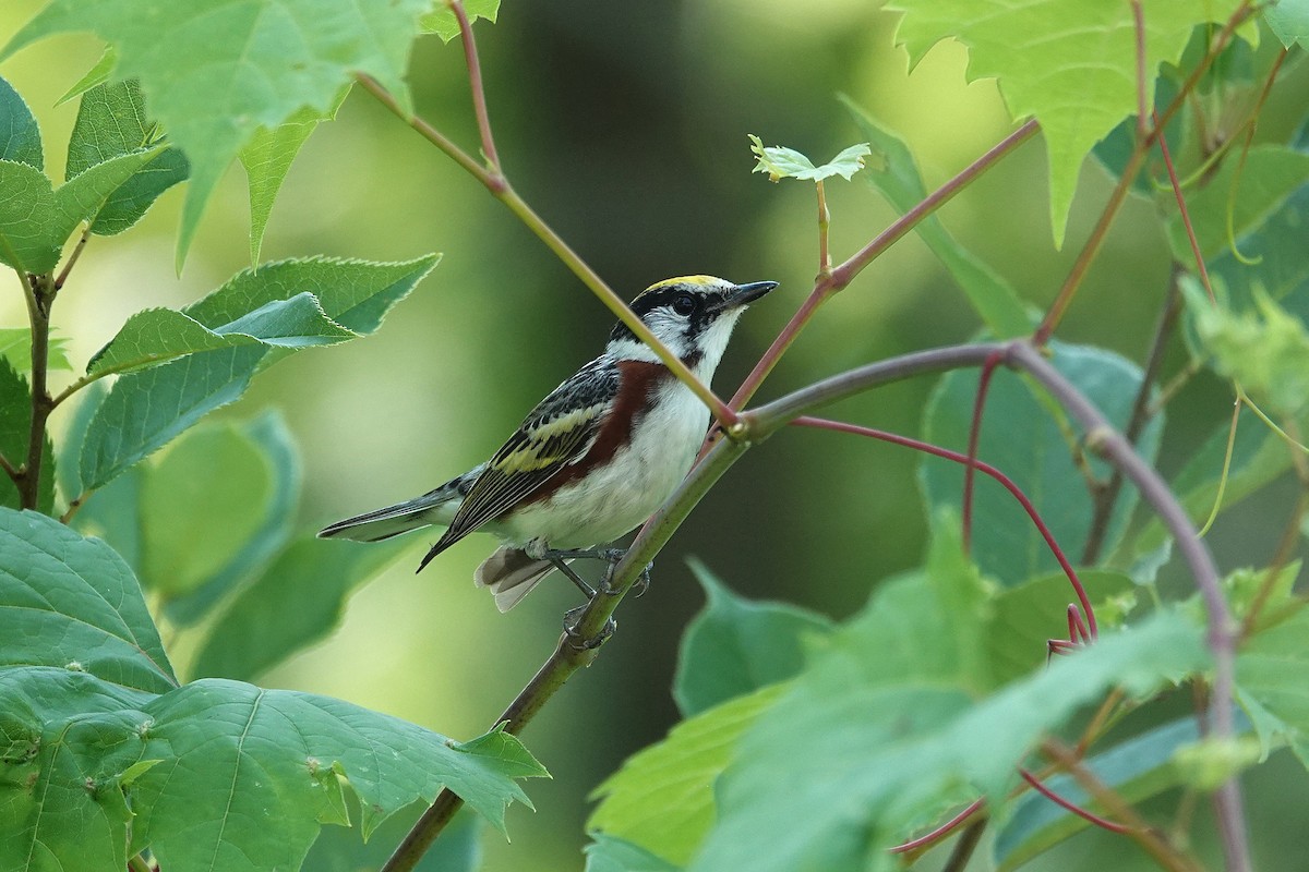 Chestnut-sided Warbler - ML639001883