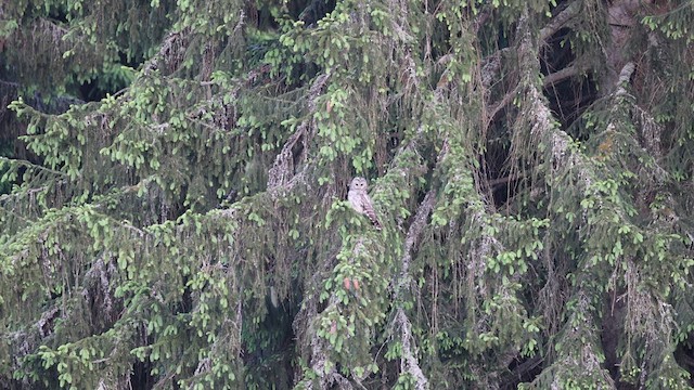Ural Owl - ML639001912