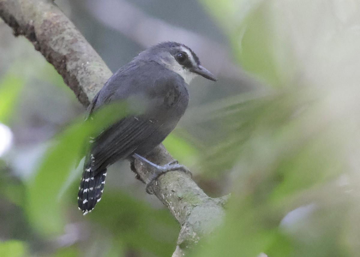 White-throated Antbird - ML639001962