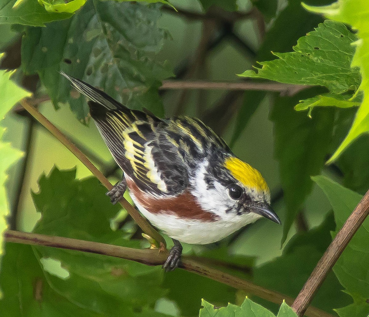 Chestnut-sided Warbler - ML639001977