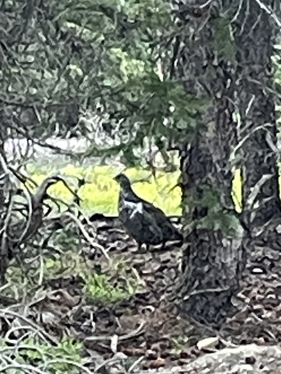 Dusky Grouse - ML639001992