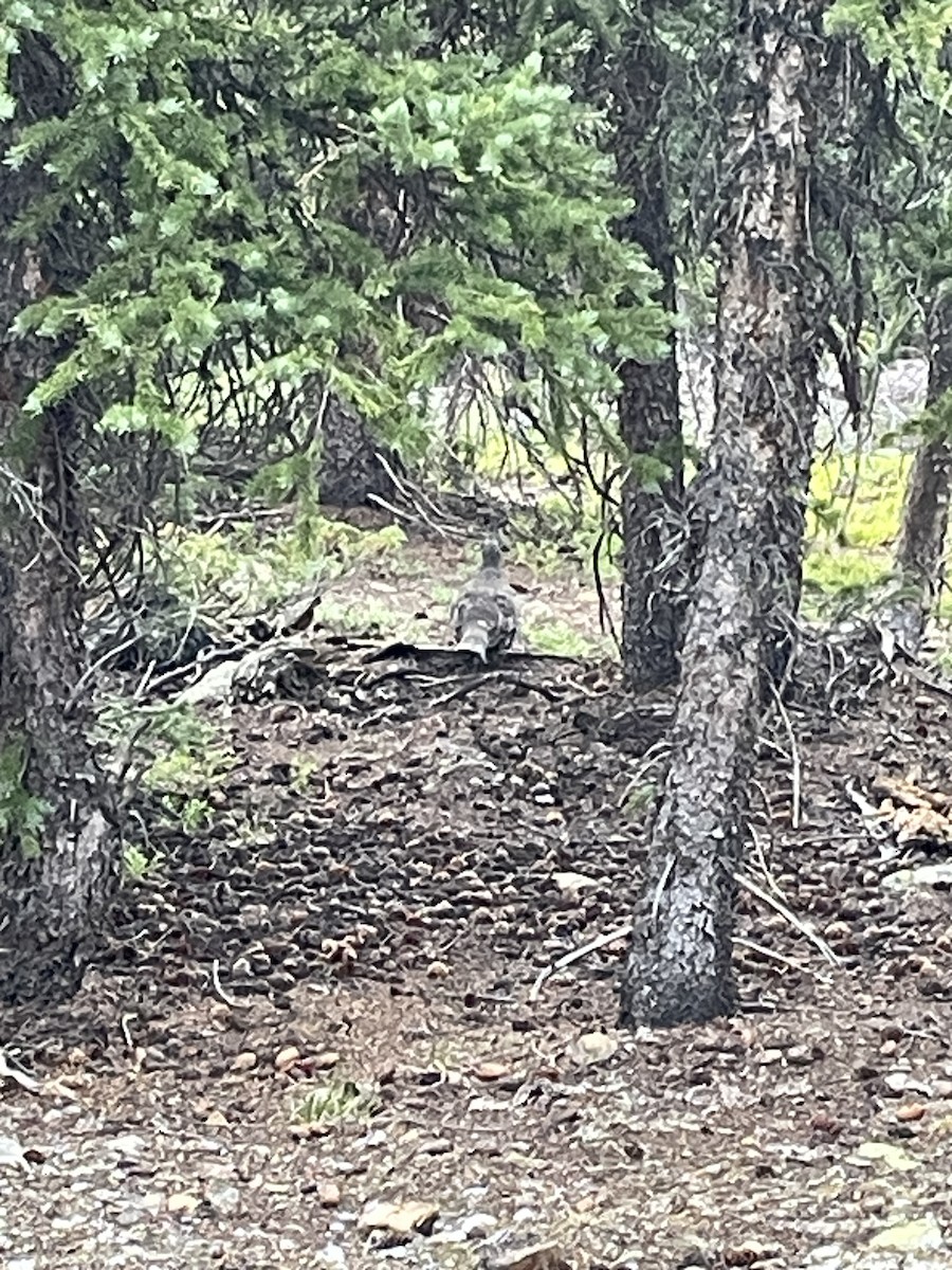 Dusky Grouse - ML639001994