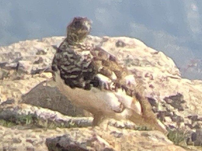 White-tailed Ptarmigan - ML639002005