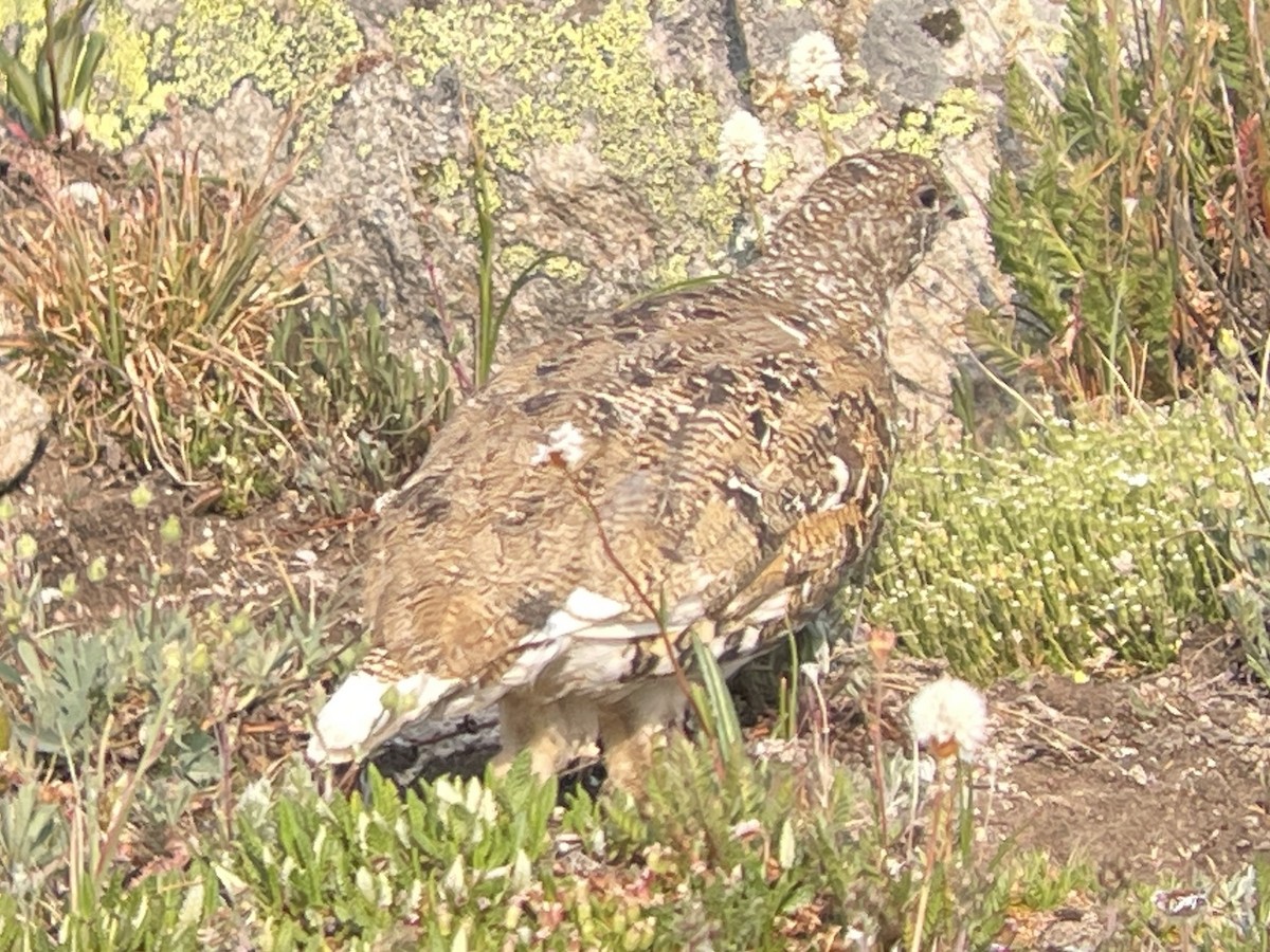 White-tailed Ptarmigan - ML639002006